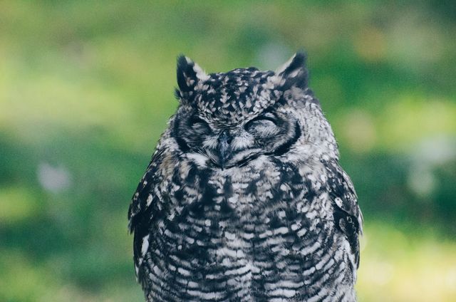 Close-Up of Sleepy Owl in Natural Habitat During Daytime - Download Free Stock Photos Pikwizard.com