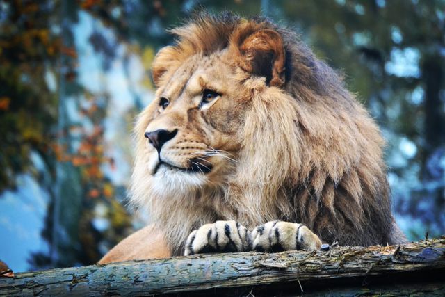 Majestic Lion Resting on Tree Branch in Nature - Download Free Stock Photos Pikwizard.com