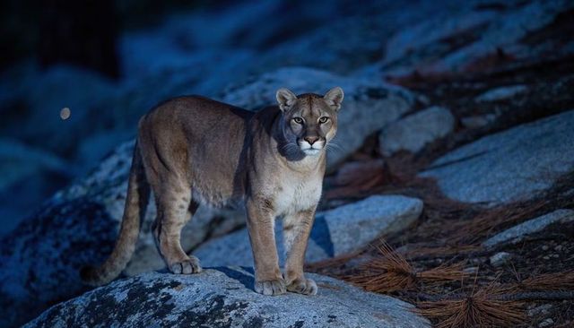 Mountain lion standing on granite outcrop at dusk with intense gaze, puma on rocky terrain
