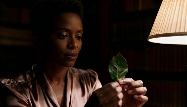 Contemplative woman examining green leaf under warm lamp in wood-paneled library