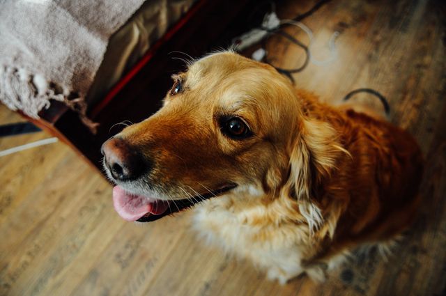 Golden retriever sitting indoors with tongue out, displaying happiness and friendliness. Ideal for pet care advertisements, veterinary clinic promotions, or home decor inspiration.