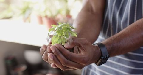 Hands of Gardener Holding Young Seedling Nurturing Growth