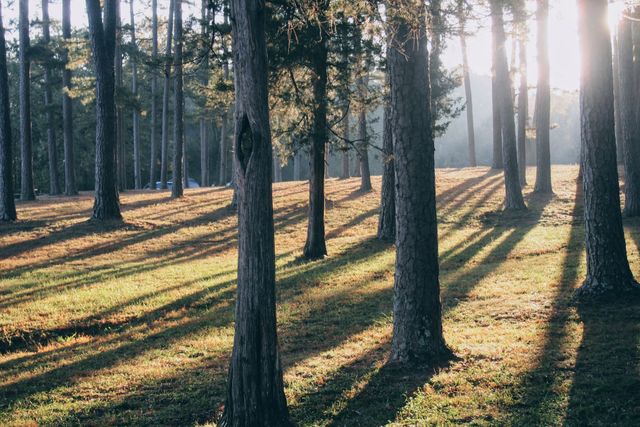 Tall pine trees casting long shadows in morning sunlight creating serene atmosphere. Suitable for websites, travel magazines, environmental campaigns, and nature promotions.