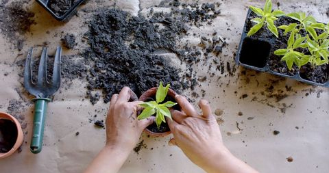 Hands Potting Young Plant in Home Garden - Download Free Stock Images Pikwizard.com