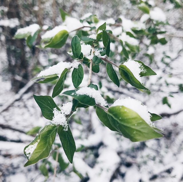 Snow Covered Green Leaves During Winter - Download Free Stock Images Pikwizard.com