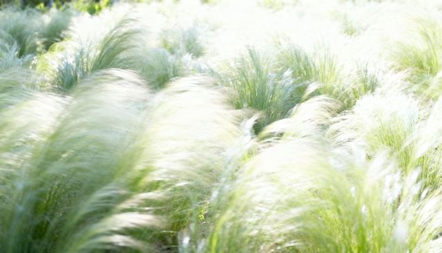 Sunlit feathery fountain grass swaying in breeze with soft backlit glow and motion blur