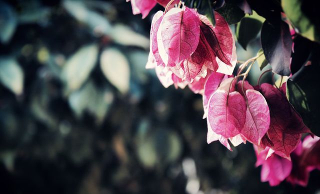 Close-up of Pink Bougainvillea Blossoms in Soft Focus - Download Free Stock Photos Pikwizard.com