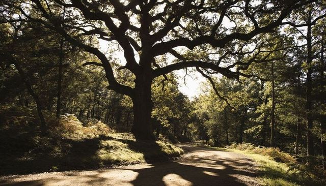 Ancient oak with broad canopy casting dappled shadows across winding sunlit woodland trail