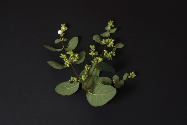 Composition depicting fresh snowberry leaves and sprigs against a deep black backdrop. Useful for botanical studies, nature-related presentations, and adding a touch of natural elegance to design projects.