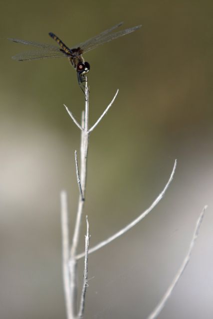 Details dragonfly perching on a dry plant twig in Kennedy Space Center's Launch Complex 39 area. Dragonflies are attracted to water and thus thrive in the NASA area's diverse ecosystem laid out alongside the Merritt Island National Wildlife Refuge. Ideal for showcasing the intersection of man-made structures and natural habitats, highlighting biodiversity, insect behavior, or nature conservation projects. Useful for environmental education, wildlife documentaries, or NASA-ecology related content.
