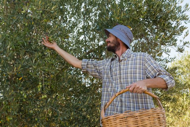 Farmer harvesting olives from tree on a sunny day. Ideal for use in agricultural, farming, and rural lifestyle content. Perfect for illustrating traditional farming methods, organic produce, and outdoor work. Can be used in articles, blogs, and advertisements related to agriculture, sustainability, and healthy living.