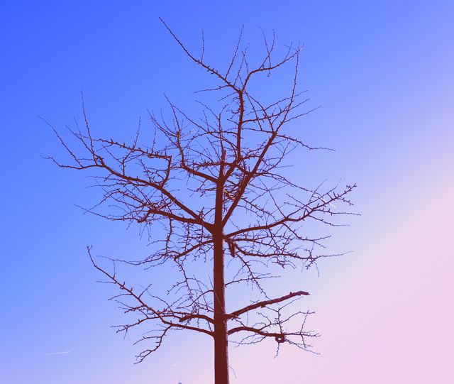 Single leafless tree with outstretched branches creates a stark, minimalist silhouette against a softly colored pastel sky at dusk. Ideal for backgrounds, nature-themed art, ecological campaigns, or meditative and peaceful designs.