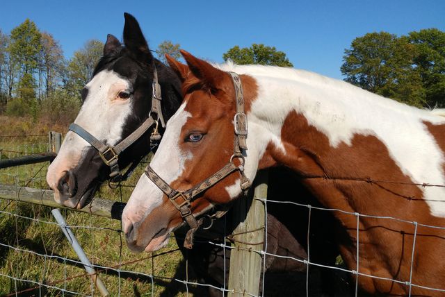 Two horses are standing at a pasture fence on a bright sunny day in the countryside. Their heads lean over the fence as they appear relaxed and content. This image is ideal for illustrating rural life, animal care, or the bond between farm animals. It can be used in articles, advertisements, and educational materials related to farming, horse care, and outdoor activities.