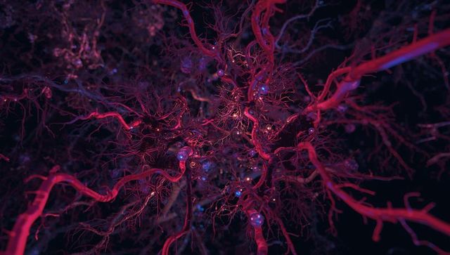 Bioluminescent Neural Network Revealing Red Vascular Filaments and Blue Nodules