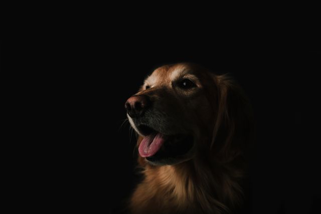 Golden Retriever showing open mouth and tongue in low light, ideal for advertising pet products, veterinary services, animal shelters, or dog training guides. Image captures dog's friendly and joyful expression, enhancing promotional materials focused on companionship and pet care.