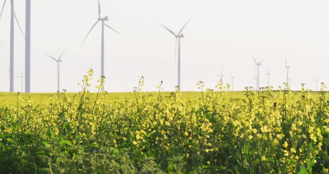 Wind turbines stand tall in a blooming field of yellow flowers under a clear sky. This image is ideal for topics related to renewable energy, sustainable farming practices, and environmental conservation. Use it in presentations, web articles, or brochures focusing on green technology, eco-friendly initiatives, or the benefits of wind energy.