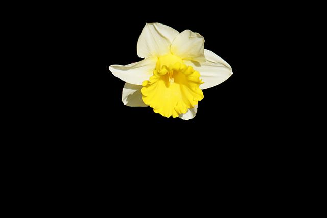 Blooming Daffodil on Black Background - Download Free Stock Photos Pikwizard.com