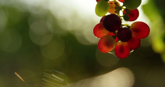Close-up of vibrant red grapes hanging on a vine, captured in soft sunlight with a blurred green background. Ideal for use in agricultural, organic food, vineyard promotions, or autumn-themed designs.