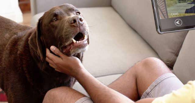 Image depicts person sitting on couch, petting brown Labrador while using tablet for video call. Perfect for themes of technology, remote communication, home environment, and pet companionship. Suitable for use in articles or advertisements about working from home with pets, remote communication, and pet care.
