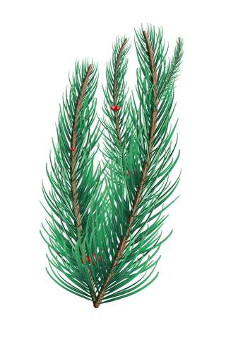 green fir tree branch with transparent background for natural designs - Download Free Stock Videos Pikwizard.com