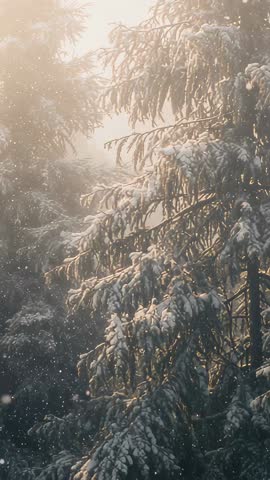 Shimmering Pine Branches Swaying in Sunrise Snowfall — Vertical Winter Forest Video