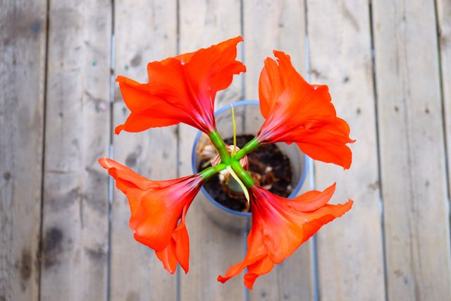 Amaryllis blossoms displaying vivid red petals viewed from above. Ideal for use in blogs related to gardening, floral arrangements, and home decor. Also excellent for promoting garden centers, flower shops, and nature photography portfolios.