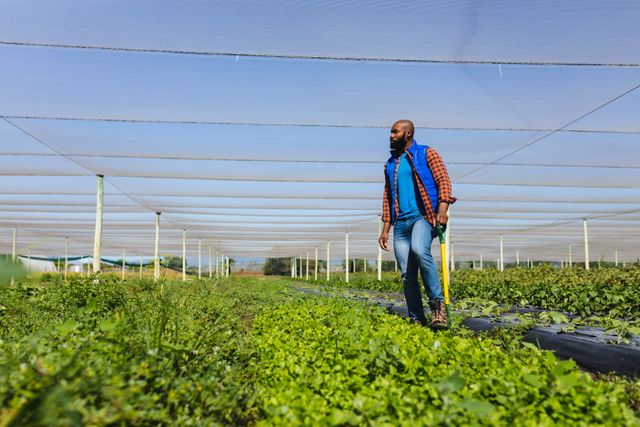 African american mid adult bald agronomist walking amidst plants in greenhouse during sunny day. nature, unaltered, agronomist, research, organic farm and farming concept.