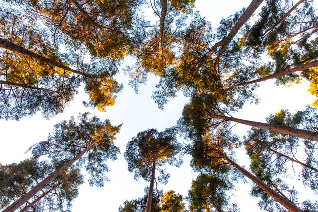 Looking up at the tall pine trees in a forest, creating a perspective of the tree canopy against the sky. This image conveys serenity and connection to nature. Perfect for use in outdoor adventure, environmental campaigns, nature walk brochures, relaxation promotions, and eco-friendly lifestyle materials.