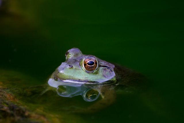Amphibian Frog Bullfrog - Download Free Stock Photos Pikwizard.com