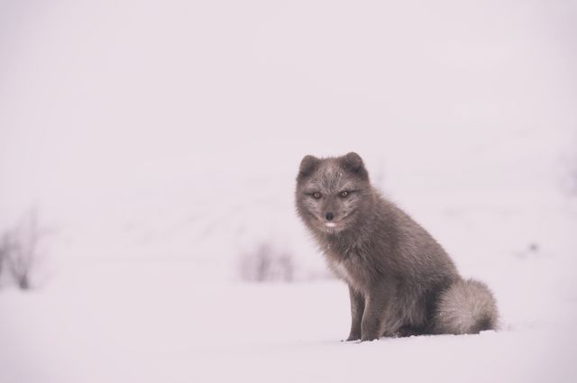 Arctic fox sitting on snow-covered ground in winter. Suitable for environmental education, wildlife conservation campaigns, nature backgrounds, and depicting Arctic winters.