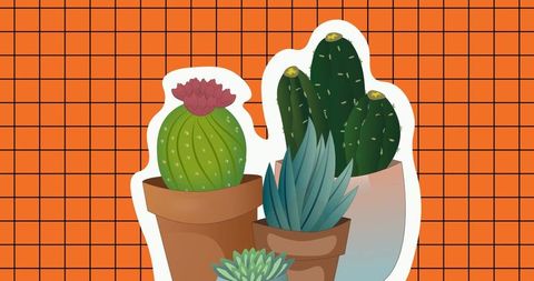 Colorful cacti and succulents on minimalist grid background