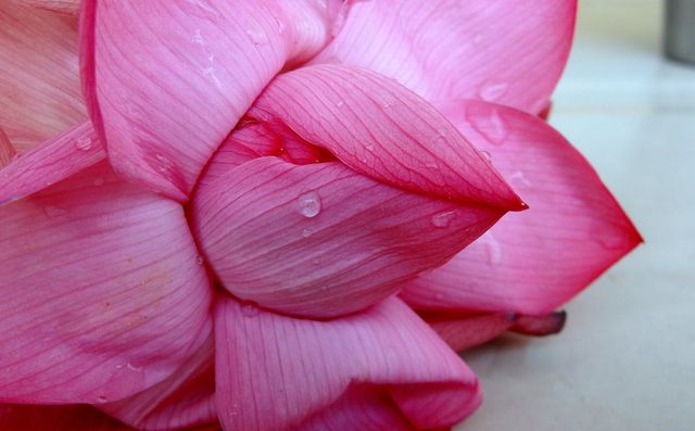 Pink Lotus Flower with Water Droplets Close-up - Download Free Stock Photos Pikwizard.com