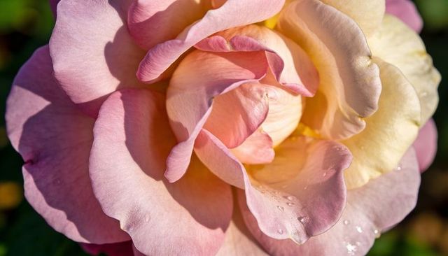 Soft Pink and Cream Rose Macro with Dew on Petals, Romantic Garden Bloom