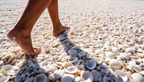 Walking Barefoot Over Scallop Shell Beach Close-Up Feet on Seashell Texture and Shadows