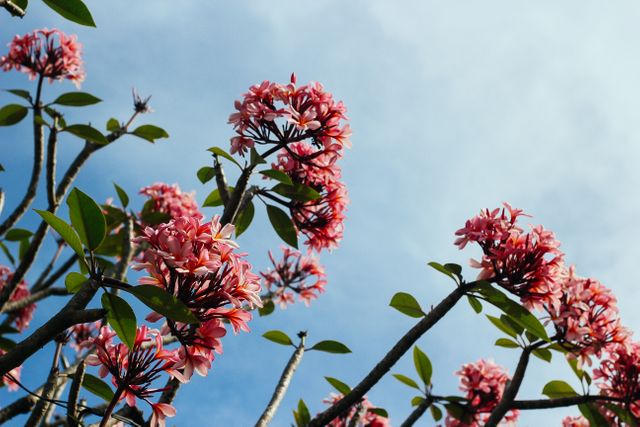 Beautiful pink flowers blooming on tree branches against a clear blue sky. Ideal for themes related to nature, spring, growth, and beauty. Perfect for backgrounds, greeting cards, environmental campaigns, and botanical studies.