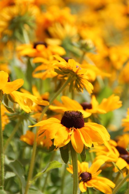 Vibrant Black-eyed Susans Blooming in Sunlight - Download Free Stock Photos Pikwizard.com