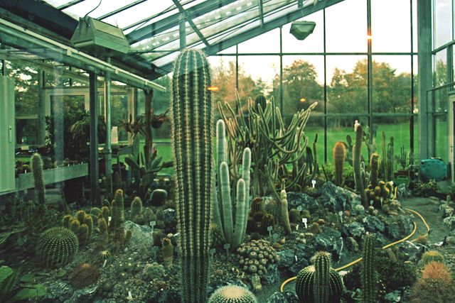 Indoor botanical garden hosting varieties of cacti and succulents under bright sunlight. Ideal for use in sustainability, gardening blogs, plant care websites, desert flora, and horticulture exhibitions.