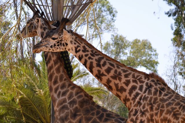 Two Giraffes Nibbling on Tree Branches Together - Download Free Stock Photos Pikwizard.com
