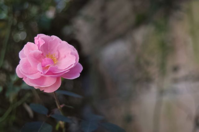 Single pink rose blooming in a garden setting with soft focus background. Ideal for use in floral designs, nature-themed projects, romantic cards, gardening blogs, or as a decorative element.