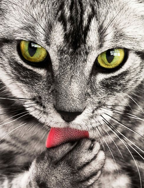 Grey cat with yellow eyes cleaning its paw using pink tongue. Ideal for pet care advertisements, animal welfare campaigns, and feline-themed calendar designs.