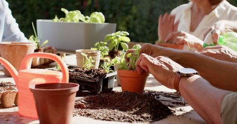 Group transplanting green seedlings in terracotta pots outdoors