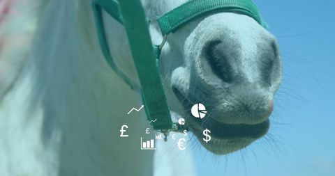 Innovative Finance Concepts with Horse Overlay