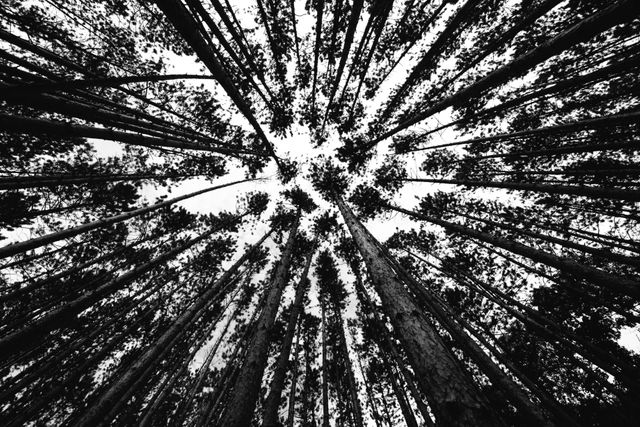 This image captures the majestic view of a dense forest canopy from an upward perspective in black and white. The long, towering tree trunks and clustered treetops create a dramatic, abstract pattern against the sky. Perfect for use in nature conservancy materials, environmental awareness campaigns, or as a tranquil backdrop in a home or office setting.