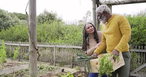 Senior Couple Harvesting Fresh Vegetables in Backyard Garden with Rustic Wooden Crate