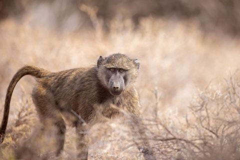 Olive baboon standing in dry savannah scrub staring intently, wild primate portrait