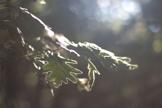 Sun Rays Shining Through Oak Leaf in Forest - Download Free Stock Images Pikwizard.com