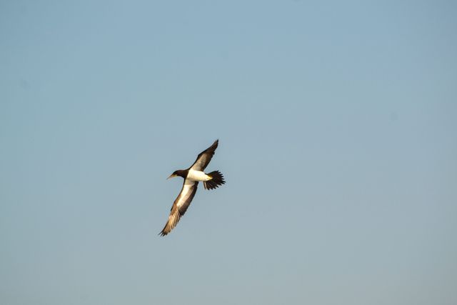 Elegant Seabird Soaring in Clear Blue Sky - Download Free Stock Photos Pikwizard.com