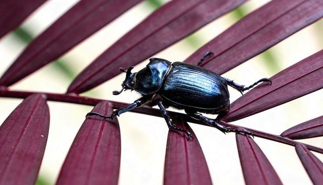 Shiny black scarab beetle crawling on maroon palm leaf macro closeup iridescent metallic