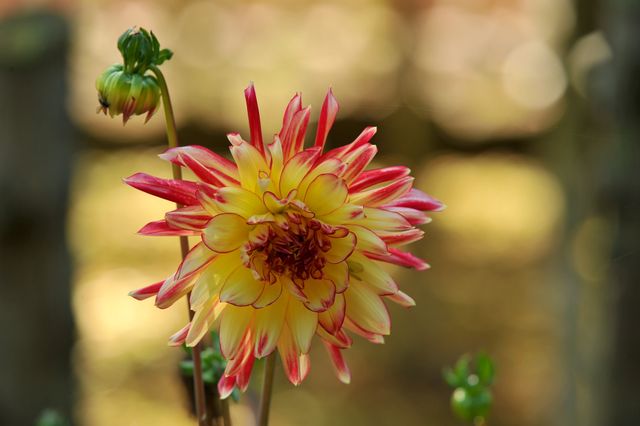 Close-up of a vibrant dahlia flower with red and yellow petals. Perfect for use in garden-centered projects, floral designs, botanical studies, or nature-inspired decor. Ideal for websites, brochures, or posters focusing on gardening, nature, and floral beauty.
