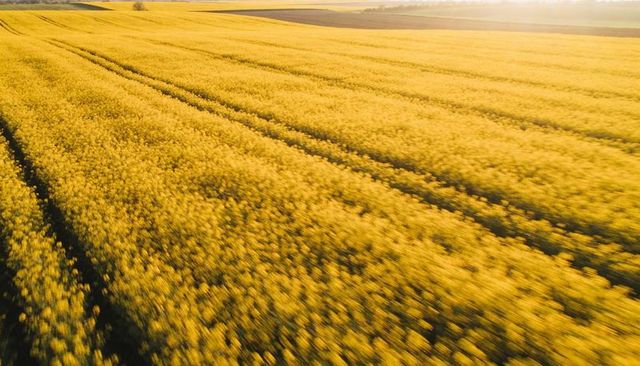 Sweeping golden canola fields at sunset showing low-angle rows, tractor tracks, horizon